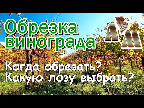 Видео: 🍇 Когда обрезать виноград? Какую лозу выбрать при обрезке?