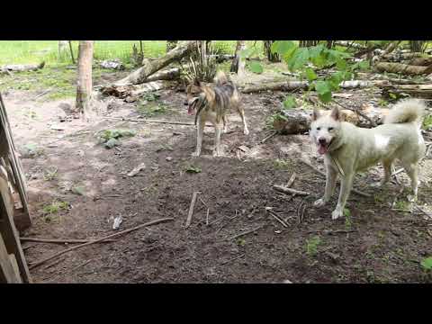 Видео: Лайки и щенок на тренировке/Натаска/
