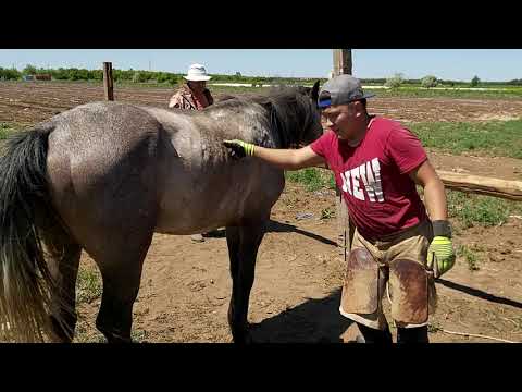 Видео: Ат тағалау. Әнуар мастер. Астана 06.06.2021