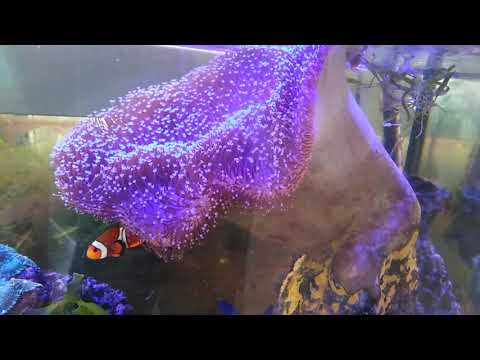 Видео: Морской аквариум  Без сампа, без пенника, без фильтра и без проблем!!!