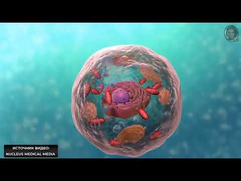 Видео: Прокариот және эукариотты организмдер. Жасуша құрылысына шолу