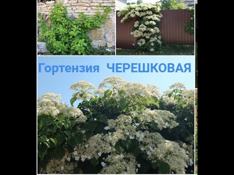 Видео: ЧЕРЕШКОВАЯ ГОРТЕНЗИЯ- с мая по август...2023