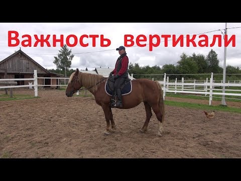 Видео: Важность вертикали в верховой езде