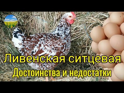 Видео: Ливенская ситцевая. Достоинства и недостатки.