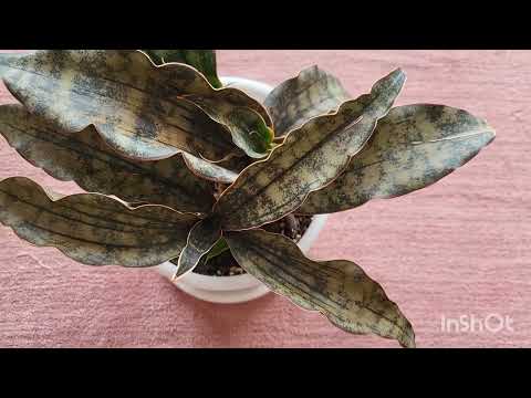 Видео: Сансевиерия Стар каньон гранит. 14.08.2023.