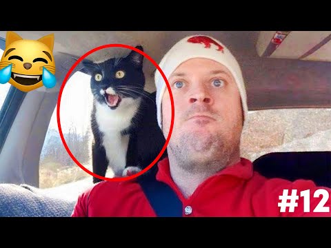 Видео: СМЕХ ДО СЛЕЗ😂 САМЫЕ СМЕШНЫЕ КОШКИ И СОБАКИ 😹🐶 #12