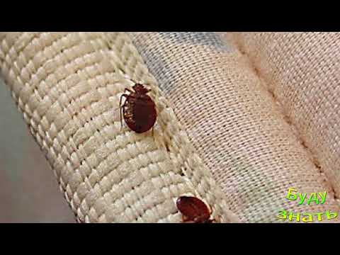 Видео: Что отпугивает КЛОПОВ?