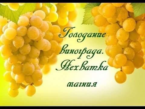 Видео: Голодание винограда. Нехватка магния.