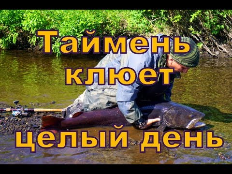 Видео: Таймень атакует мыша днем.