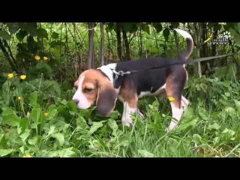 Видео: Если щенок упирается и не идёт на поводке, с чего начинается дисциплина на прогулке, бигль