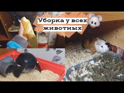 Видео: УБОРКА У ВСЕХ ЖИВОТНЫХ / Dasha Alekseeva