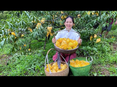 Видео: желтые персики самые вкусные персики, большие, ароматные и сладкие