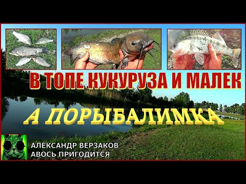 Видео: В топе кукуруза и малек.
