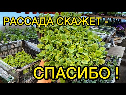 Видео: Подкормки маленькой рассады для бурного роста! Обзор нужных препаратов.