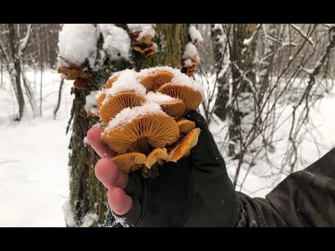 Видео: Для новичков: зимний опенок (фламмулина)