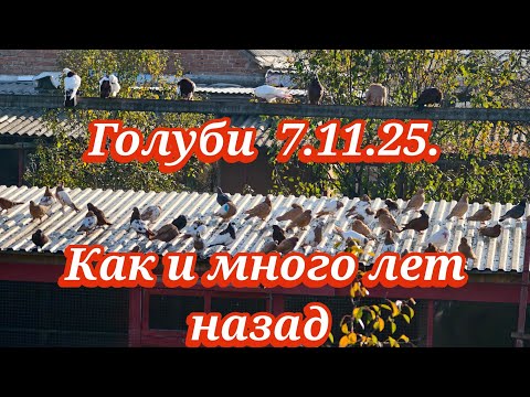 Видео: В этот день голуби летали