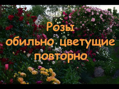 Видео: Розы обильно цветущие повторно