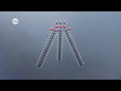 Видео: Тағам негіздері Майлар