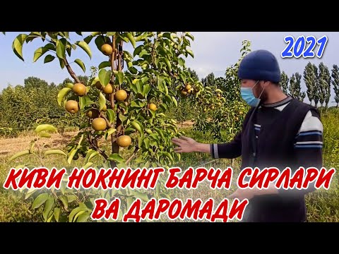 Видео: Киви нокнинг барча сирлари ва даромади | Kivi nokning barcha sirlari va daromadi