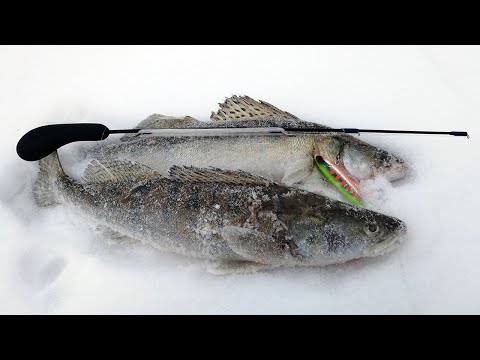 Видео: За судачком на Обское водохранилище! Ловля зимой судака на вибы