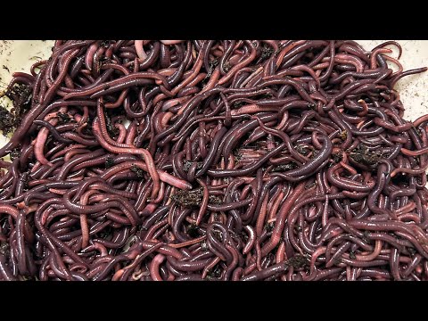 Видео: Черный принц и Дендробена червь