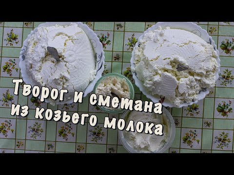 Видео: Творог и сметана из козьего молока