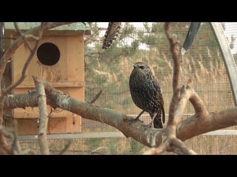 Видео: «Воронье гнездо». В деревне Красилово  работает центр реабилитации диких птиц