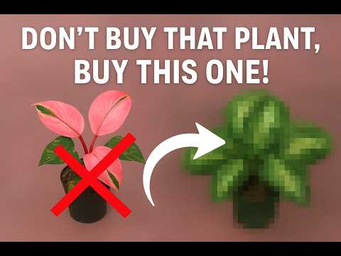 Видео: 20 лучших пестрых комнатных растений (доступных + простых в выращивании)