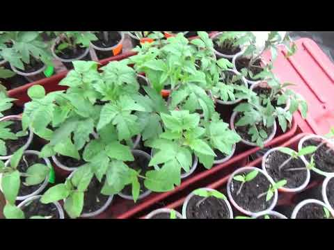 Видео: Сибирская весна. Обзор рассады в теплице. Ольга Чернова