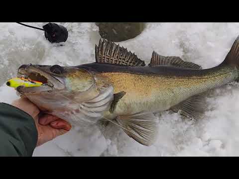 Видео: За судаком с новым эхолотом lucky ff 1108-1c
