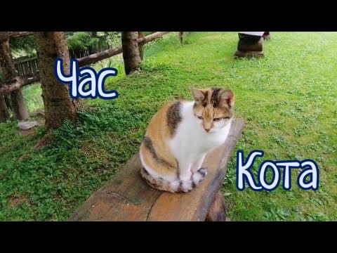 Видео: Час для кота