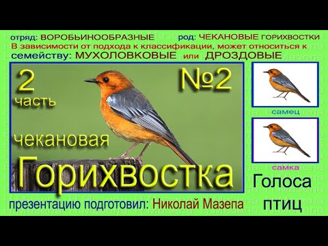 Видео: Горихвостка чекановая. 2 часть. Голоса птиц