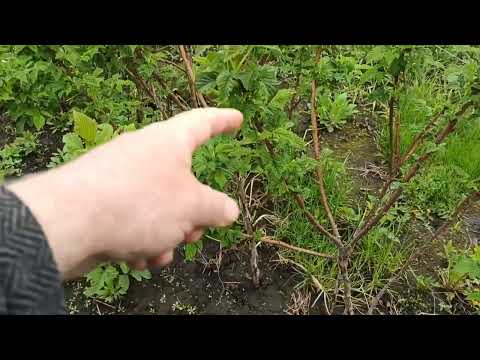 Видео: Штамбовая малина.