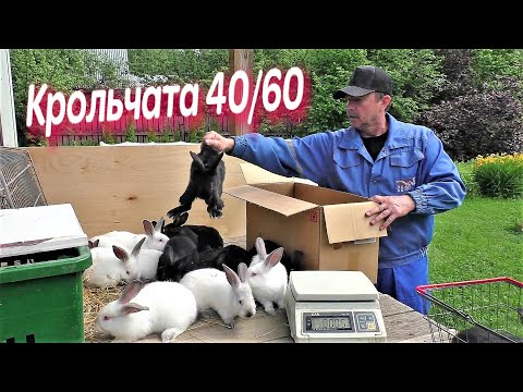 Видео: ПОЧЕМУ РАСТУТ КРОЛИКИ В 40 ДНЕЙ КРОЛЬЧАТА  ДВА МЕСЯЦА Кролики содержание и разведение