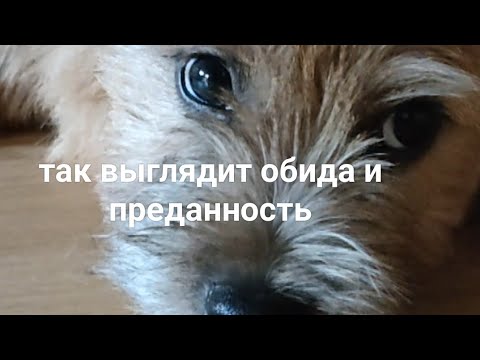 Видео: так выглядит обида... Альф.. #норвичтерьер #буднипрохиндея #терьер