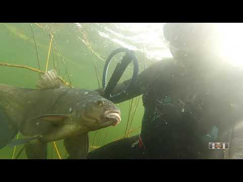 Видео: 2021 №25 ОСЕННИЙ ЛЕЩ