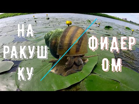 Видео: Рыбалка на РАКУШКУ фидером/Как ловить на РАКУШКУ