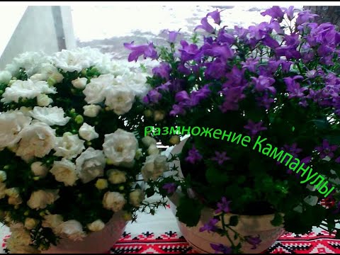 Видео: Кампанула с "нуля" (январь 2022г.)