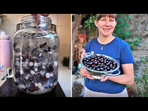 Видео: Ферментированный напиток джаботикаба: пробиотик для кишечника и иммунитета