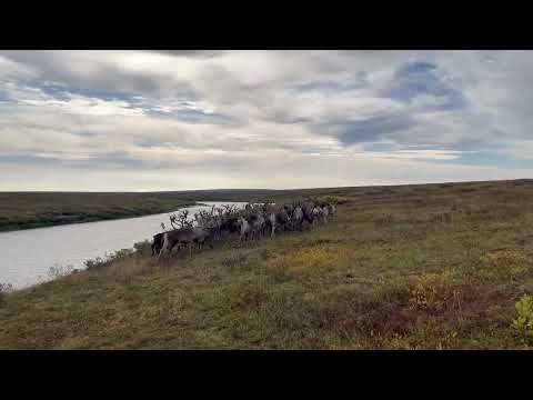 Видео: Как я оленеводом стал)