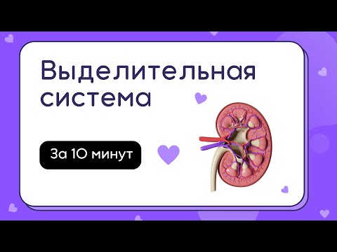 Видео: Выделительная система за 10 минут | Биология ЕГЭ 2024