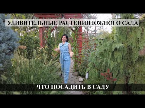 Видео: УДИВИТЕЛЬНЫЕ РАСТЕНИЯ ЮЖНОГО САДА / Что посадить в саду /  РАСТЕНИЯ ВЫЖИВУТ В ЖАРУ  ОБЗОР САДА /
