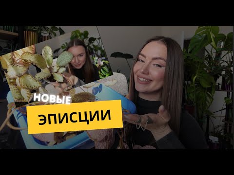 Видео: Эписции с Авито 🌱 Черенкование, укоренение и уход