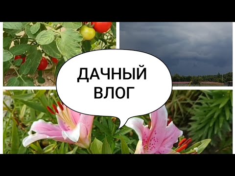 Видео: ОГОРОД/🏡 УРОЖАЙ/🍎 ГРОЗА/ ⚡