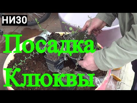 Видео: НИ30 Клюква подготовка субстрата и посадка в горшки