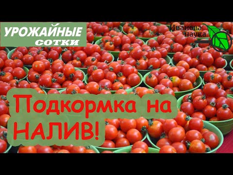 Видео: Лучшая подкормка томатов на налив! С ней плоды будут крупные и налитые!