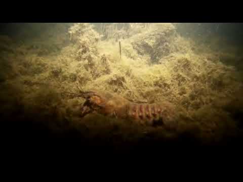 Видео: ДАЙВИНГ В БЕЛАРУСИ Озеро Каташи, ночной дайвинг, сентябрь 2023