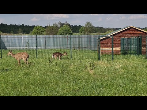Видео: "Мечта Белоснежки" сбывается. Остались крыльцо и кружка кофе! Олени и зайцы переехали в Дикий Остров