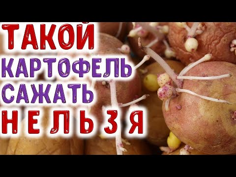 Видео: ТАКОЙ КАРТОФЕЛЬ САЖАТЬ НЕЛЬЗЯ! Почему нельзя высаживать пораженный вирусами картофель?