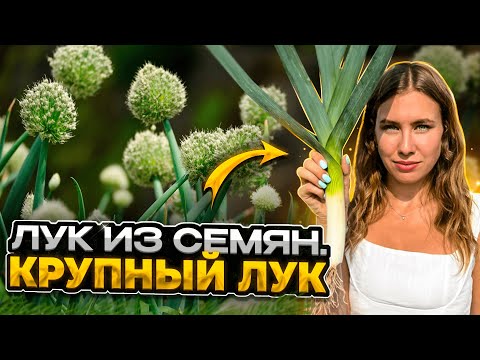 Видео: ЛУК РЕПКА ЗА ОДИН СЕЗОН ЧЕРЕЗ РАССАДУ ИЗ СЕМЯН | Как вырастить крупный лук | Секреты выращивания